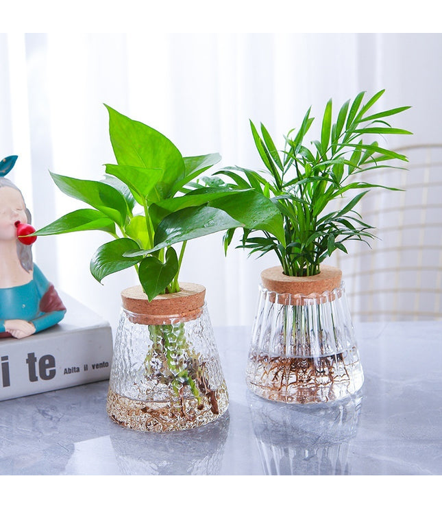 Minimalist Hydroponic Glass Vase with Cork Lid – Desktop Display