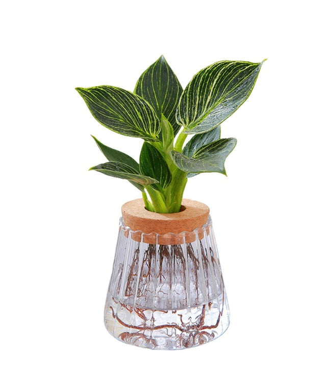 Minimalist Hydroponic Glass Vase with Cork Lid – Desktop Display